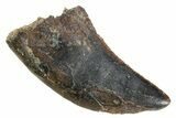 Serrated, Tyrannosaur (Nanotyrannus) Tooth - Montana #353335-1